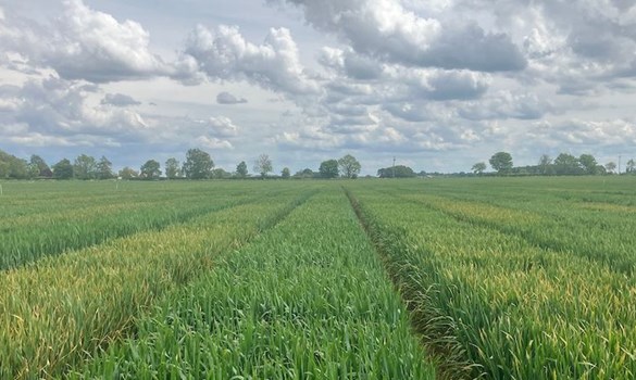 A yellow rust field.